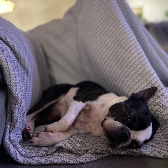 Support this Elderly Pup - Picture 1 of 3